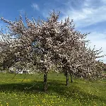 Lägenhet Alpenpanorama *