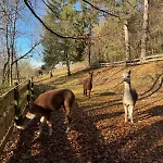 Alpenpanorama דירה